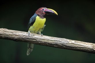 Green Aracari (Pteroglossus viridis)