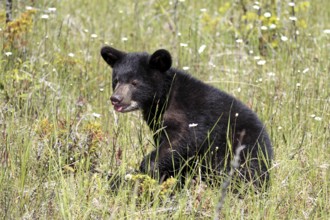 American black bear (Ursus americanus), young, 6 months