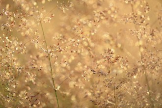 Wavy hair-grass (Deschampsia flexuosa), true grasses (Poaceae), Mengen, Baden-Württemberg, Germany,