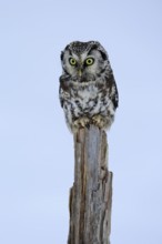 Tengmalm's Owl (Aegolius funereus), Tengmalm's Owl, adult, perch, in the snow, alert, in winter,