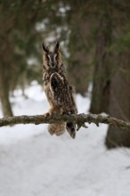 Long-eared owl (Asio otus), adult, perch, winter, snow, alert, Bohemian Forest, Czech Republic,