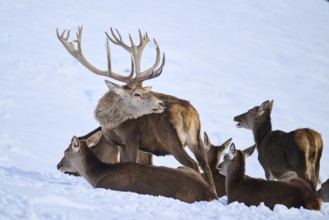 Red deer (Cervus elaphus) stag with pack on a snowy meadow in the mountains in tirol, Kitzbühel,