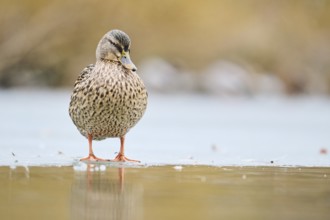 Wild duck (Anas platyrhynchos), female standing on a frozen lake, Bavaria, Germany Europe