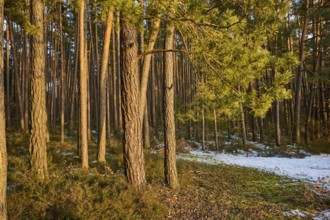 Scots pine (Pinus sylvestris) tree trunks, detail, Upper Palatinate, Bavaria, Germany, Europe