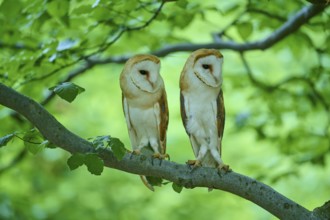 Common barn owl (Tyto alba), two birds sitting in a tree, Bohemian Forest, Czech Republic, Europe