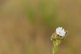 Close-up, broad-leaved campion (Silene latifolia), Neustadt am Rübenberge, Germany, Europe