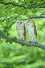 Common barn owl (Tyto alba), two birds sitting in a tree, Bohemian Forest, Czech Republic, Europe