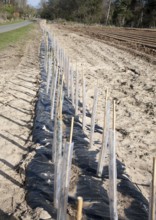 Plastic protective tubes cover new hedgerow hawthorn plants growing on the edge of a field,