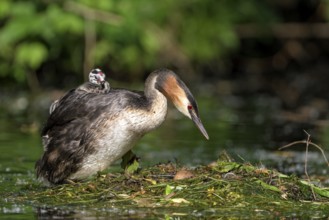 Great Crested Grebe (Podiceps cristatus), adult bird and chicks at the nest, adult bird climbing on