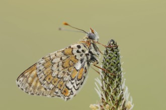 Plantain fritillary (Melitaea cinxia) with dewdrops on ribwort plantain (Plantago lanceolata),