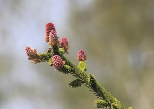 European spruce (Picea abies), inflorescence, spruce cone, North Rhine-Westphalia, Germany, Europe