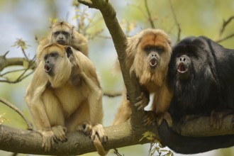 Black howler (Alouatta caraya), male and female calling with young, captive, occurring in South