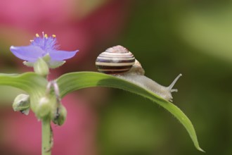 Grove snail (Cepaea nemoralis) on garden three-master flower (Tradescantia andersoniana), flower,