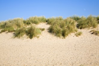 Sand dunes at Holkham beach, north Norfolk coast, England, United Kingdom, Europe