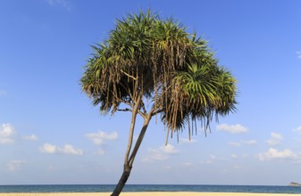 Pandanus palm trees growing on sandy beach, Nilaveli, Trincomalee, Sri Lanka, Asia