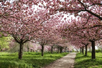 Blossoming cherry trees on the TV Asahi cherry blossom avenue on the Berlin Wall Trail. The cherry