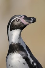 Humboldt penguin (Spheniscus humboldti), captive, occurring in South America