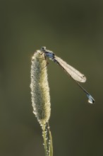 Blue-tailed damselfly (Ischnura elegans), male with dewdrops in backlight, North Rhine-Westphalia,