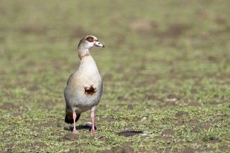 Egyptian goose (Alopochen aegyptiaca), adult bird, Wesel, Lower Rhine, North Rhine-Westphalia,