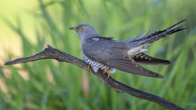 Common cuckoo (Cuculus canorus) floodplain landscape, floodplain meadows, male, host bird, breeding