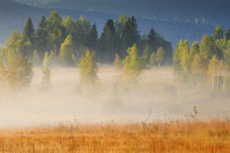 Fog and trees at the Rothenthurm high moor, Canton Schwyz, Switzerland, Europe