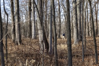 Milford, Michigan, A hiker on a nature trail in Kensington Metropark