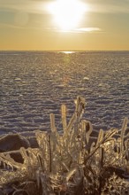 Harrison Twp, Michigan, Ice coated vegetation on the shore of Lake St Clair after a heavy rainstorm