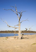 Dead tree standing on the beach bar separating Benacre Broad lake from the North Sea, Benacre,