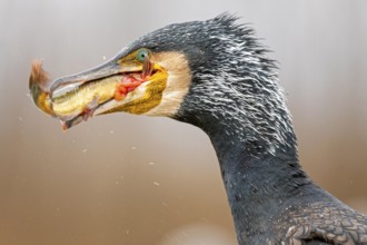 Great cormorant (Phalacrocorax carbo) with catfish as prey, hunting, fishing, preying, sunrise,