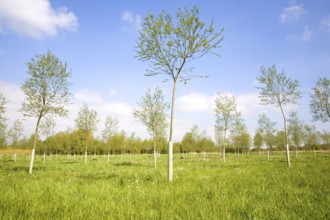 Young plantation of cricket bat willow trees, Salix Alba Caerulea, on River Deben floodplain,