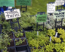 Herb plants with labels for sale during garden event at Helmingham Hall, Suffolk, England, United