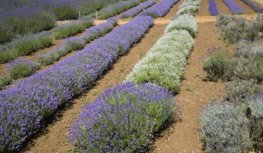 Lavender plants at Norfolk Lavender garden centre attraction, Heacham, Norfolk, England, United