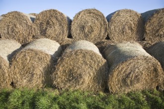 Stacked round straw bales and blue sky and green grass, Suffolk, England, United Kingdom, Europe