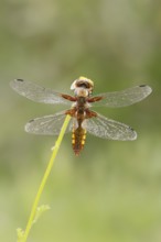 Broad-bodied chaser (Libellula depressa), female, Provence, Southern France