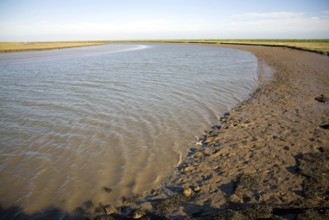 Butley River creek with muddy river bed, Boyton, Suffolk, England, United Kingdom, Europe