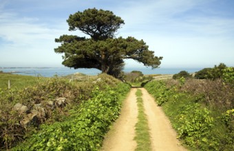 Landscape of track running straight with hedgerows, fields, and trees, Island of Herm, Channel