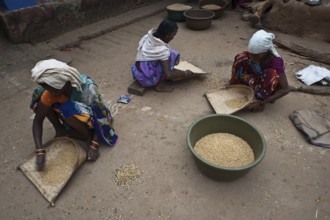 Tribal women sorting peas, collective work made by women, Bastar region, Chhattisgarh, India.