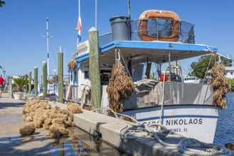 Sponges unloaded from commercial fishing boat at dock on Dodecanese Blvd. in Tarpon Springs,