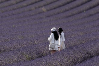 Flowering lavender field (Lavandula angustifolia) with two tourists, Plateau de Valensole,