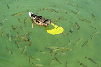 Female mallard (Anas platyrhynchos) eating the leaf of a European white water lily (Nymphaea alba),