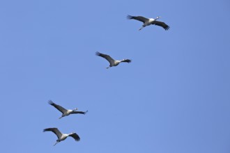 Four cranes flying in the clear blue sky, crane (Grus grus), flying flock in the migration season,