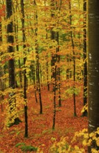 Wet beech forest in autumn on the Weissenstein, Swiss Jura in the canton of Solothurn, Switzerland,