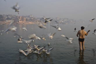 Hindu pilgrim feeding gulls in the Ganges river, Varanasi, India, Asia