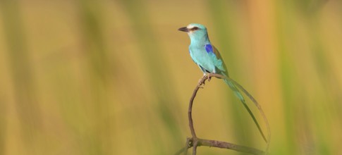 Abyssinian roller (Coracias abyssinica), Kuntaur rice fields, Kuntaur, South Bank, Gambia, Africa