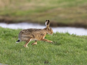 European Hare (Lepus europaeus), running across meadow, island of Texel, Holland