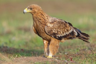 Spanish imperial eagle (Aquila adalberti), El Millaron Imperial Eagle Hid, Salorino, Extremadura