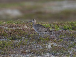 Whimbrel (Numenius phaeopus) adult bird in breeding territory, amongst tundra vegetation, May,