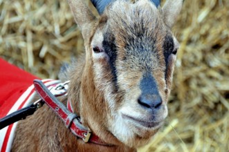 Hennes the VIII, the mascot of 1. FC Köln, RheinEnergie Stadium, Cologne, North Rhine-Westphalia,