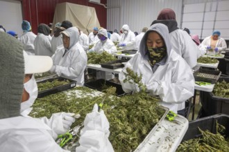 Paw Paw, Michigan, Migrant farmworkers at Grasshopper Farms trim the newly-harvested cannabis crop