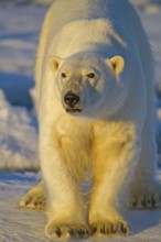 Polar bear on Spitsbergen, (Ursus maritimus), polar bear, Svalbard, Spitsbergen, Norway, Europe